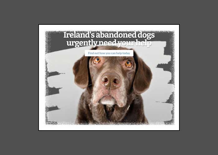 Ireland's adbandoned dogs